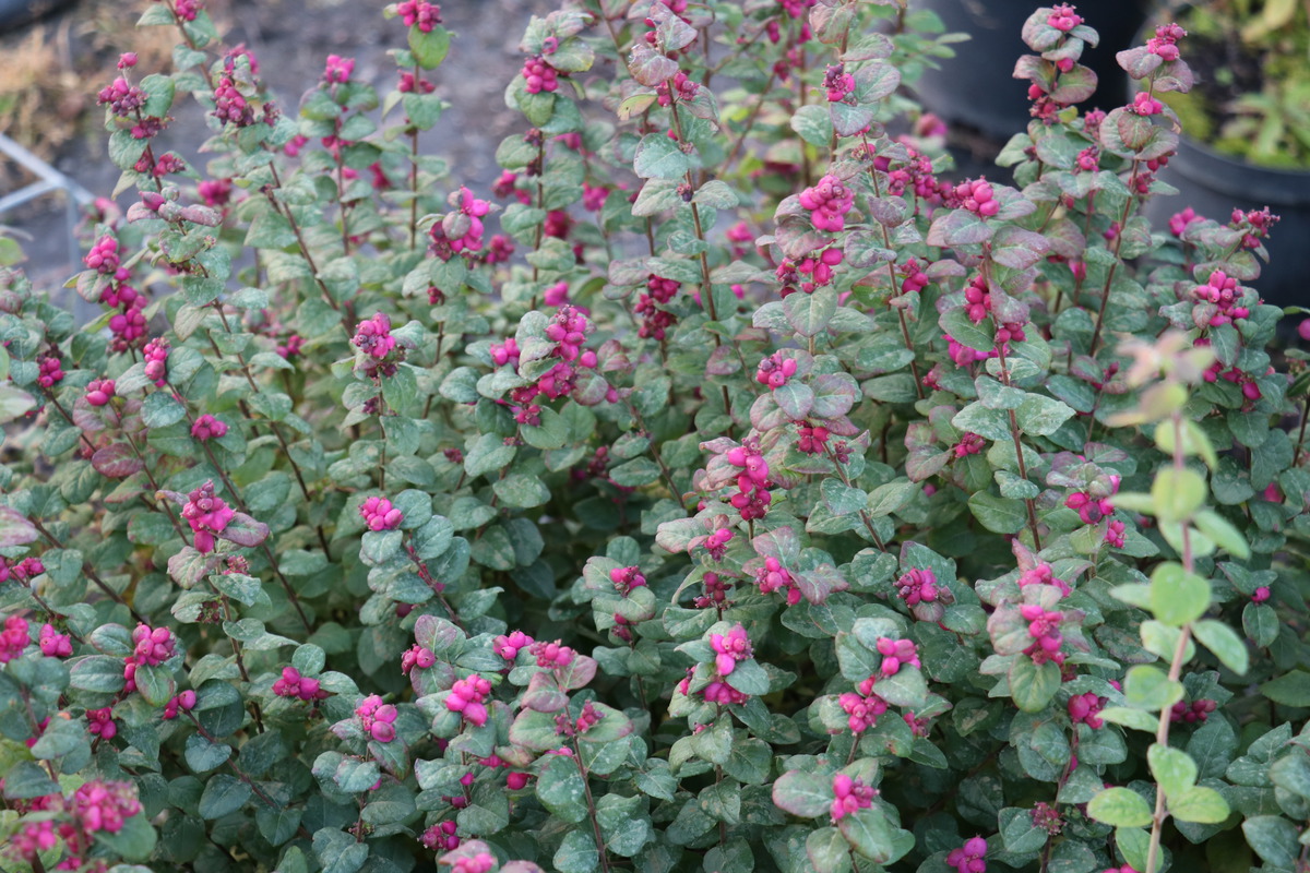 Symphoricarpos doorenbosii 'Magic Berry'